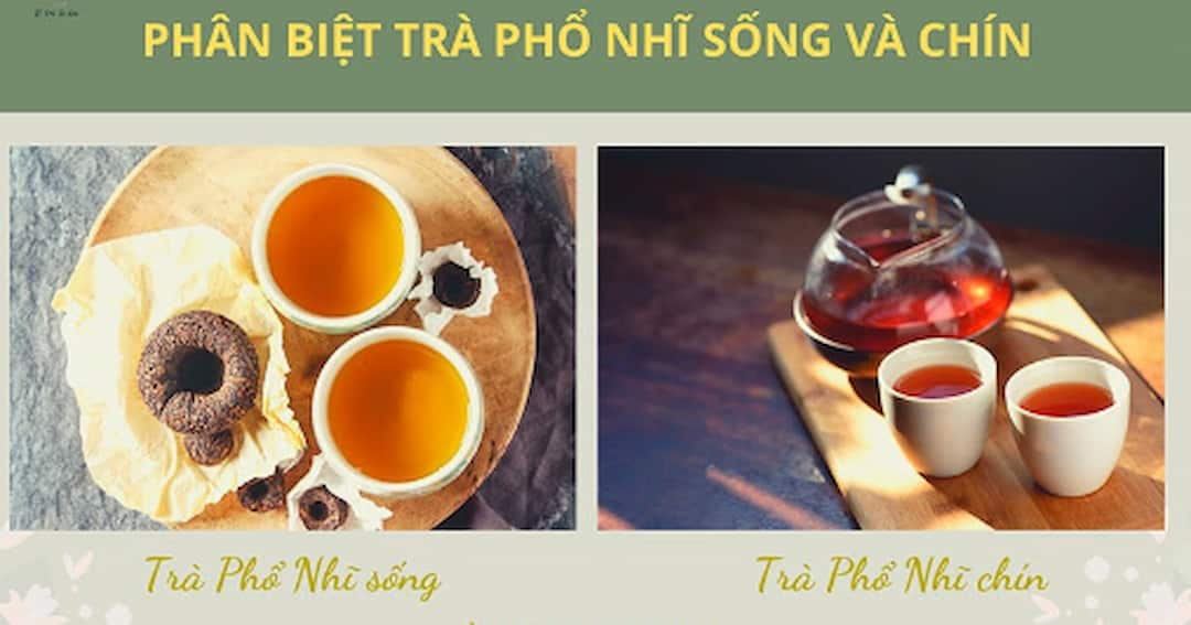 Cách phân biệt trà phổ nhĩ sống và phổ nhĩ chín