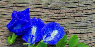 Trà hoa đậu biếc – Công dụng và cách dùng hiệu quả nhất Hoa đậu biếc là loài hoa vừa đẹp lại giúp chăm sóc sức khỏe