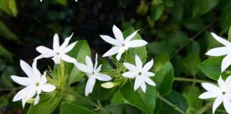 Chè vằng – Thực phẩm hỗ trợ cải thiện sức khỏe cơ thể Chè vằng là loại cây thường mọc thành các bụi nhỏ