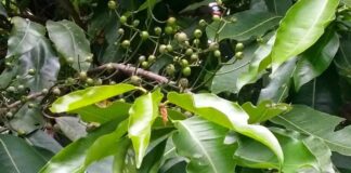 Lá vối: Đặc điểm, lợi ích sức khoẻ và lưu ý khi sử dụng Các thông tin tổng quan nhất về cây vối phổ biến ở Việt Nam