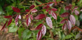 Chè dây – Bài thuốc dân gian hỗ trợ cải thiện sức khỏe Sử dụng phần thân và lá của chè dây trong những bài thuốc y học