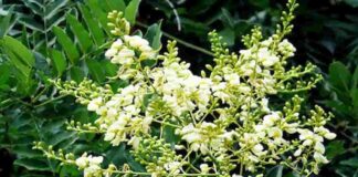 Hoa hòe mang lại nhiều lợi ích thiết thực cho sức khỏe Hoa hòe là loại thảo dược được dùng rất phổ biến hiện nay