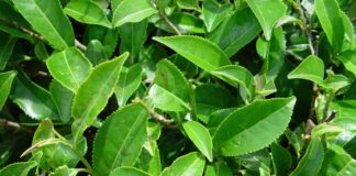 Nguồn gốc của trà đen và quá trình chế biến ra trà Nguồn gốc của trà đen và quá trình chế biến ra trà