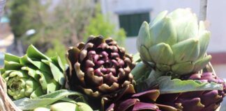 Nguồn gốc của cây Atiso hình thành và du nhập như thế nào? Nguồn gốc của cây Atiso hình thành và du nhập như thế nào?