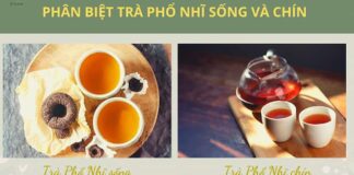 Cách phân biệt Trà Phổ Nhĩ Sống và Phổ Nhĩ Chín chuẩn nhất! Cách phân biệt trà phổ nhĩ sống và phổ nhĩ chín