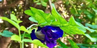 Tác dụng của hoa đậu biếc là gì? mà lại được nhiều người dùng? Tác dụng của hoa đậu biếc có thể bạn chưa biết