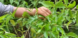 Chè vằng có lợi sữa không? Cách dùng như thế nào? Chè vằng có lợi sữa không? Cách dùng như thế nào?