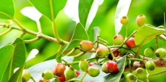 Lá vối chữa bệnh gì? 13 Công dụng hữu ích bạn cần biết! Lá vối chữa bệnh gì? 13 Công dụng hữu ích bạn cần biết!