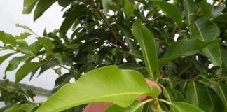 Lá vối tươi có độc không? Bí quyết nấu nước lá vối xanh Lá vối tươi có độc không? Bí quyết nấu nước lá vối xanh