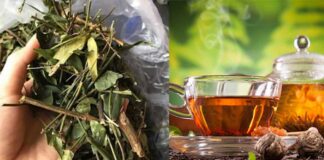 Thực hư tác hại của chè vằng và những điều cần tránh Tác hại của chè vằng nếu không dùng đúng cách