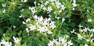 Uống chè vằng có gây táo bón không? Góc giải đáp Uống chè vằng có gây táo bón không? Góc giải đáp