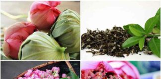 Cách ướp Trà Sen để có được hương vị tốt nhất – Mẹo hay Hướng dẫn cách ướp trà sen